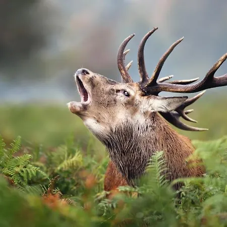 La D'auguste Quarto em Acomodações Particulares Saint-Hubert