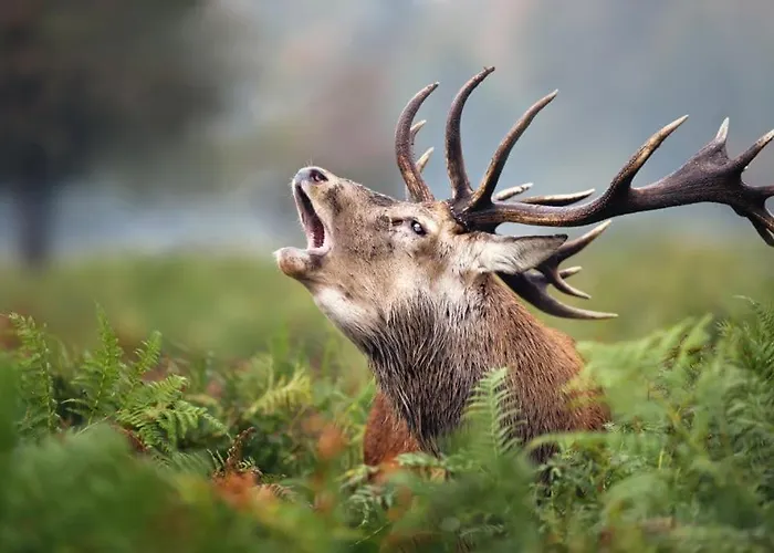 La D'auguste Accommodatie bij particulieren Saint-Hubert